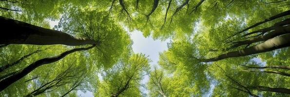 Looking up at the green tops of trees. AI Generated photo