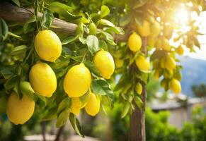 Lemons growing in a sunny garden on Amalfi coast in Italy. AI Generated photo