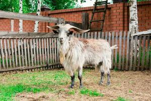 A wild goat stands on the grass near the fence in the open-air zoo. Keeping animals in captivity photo