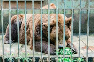 Old brown siberian bear eating watermelon in a cage at the zoo photo