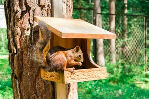 A red Siberian squirrel is sitting on a treehouse in the forest and gnawing on nuts. photo