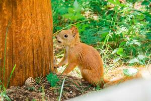 rojo siberiano ardilla se sienta en el suelo en un verano bosque cerca un árbol. foto