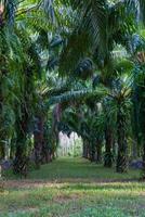 Palm plantations that people in the south like to grow as the main source of income in their own business, a famous item that earns good income but takes time. The tree is tall and big. photo