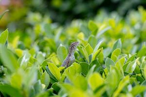 Lizard sticking its head out of the bush which is hard to find because they are afraid of people Shot at close range, used for documentaries or backgrounds about animals. in various teaching photo