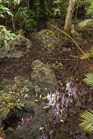sitio de guerra en krabi pantanos y suelo creciente desde el suelo. y extraño naturaleza foto
