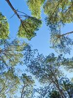 hermosa naturaleza parte superior ver verde pino árbol bosque en tailandia alto planta en natural parque. verde hojas colgando en rama aislado en azul cielo antecedentes. foto
