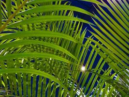 fresh green coconut palm leaves tree  curve shape blue color background. sharp leaves plant tropical fruit trees in thailand with copy space for typing text. photo