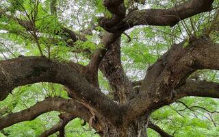 hermosa grande verde árbol en botánica jardín parque. ruta verde césped en primavera gigante tropical planta. foto