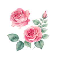 Roses flowers, watercolor painting png