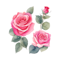 Roses flowers, watercolor painting png