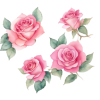 Rose fiori, acquerello pittura png