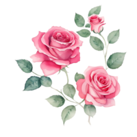 Roses flowers, watercolor painting png