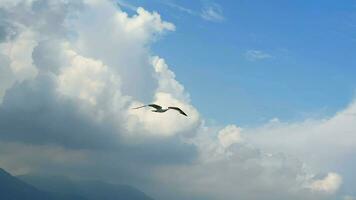 mouette en volant sur nuageux journée video