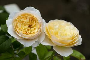 hermosa lado ver dos amarillo Rosa fragante flores floreciente en botánica jardín con verde hojas. olor de Fresco oler foto