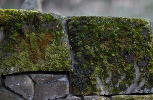 Bricks wall with lichens. Background texture photo