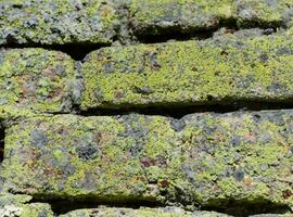 Bricks wall with lichens. Background texture photo