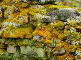 Bricks wall with lichens. Background texture photo