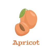 Flat vector of Apricots isolated on white background. Flat illustration graphic icon