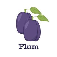 Two Plums isolated on a white background. Vector illustration