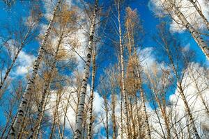 Birch trees against the blue sky. photo