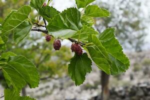 Ripe mulberries on bulberry tree branch. photo