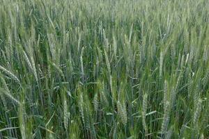 Common wheat field. photo