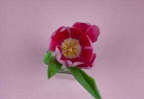 parte superior ver de tulipán en rosado antecedentes. foto
