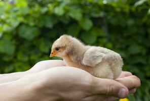 un joven chico es participación un pequeño linda amarillo recién nacido polluelo en su manos, calentamiento arriba el granja aves. foto