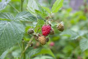 A beautiful, large, ripe red raspberry in green bushes with many ripe and green berries in the bright rays of the sun. Rubus illecebrosus, gardening, growing berries. Selective focus photo