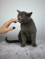 woman hand petting a cat head in the morning with warm sunlight, love to animals. photo