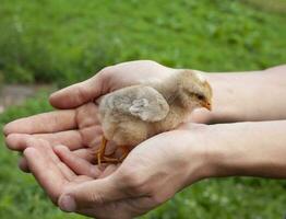 A young boy is holding a small cute yellow newborn chick in his hands, warming up the farm birds. photo