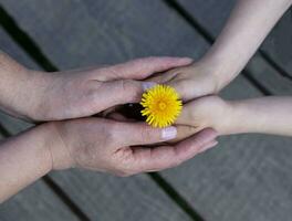 two hands of a mother and child hold a dandelion. photo