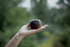 beautiful female hand holding rotten apple. Aging concept. photo