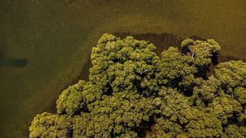 Top down view of mangroves and sand flats photo