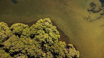 Top down view of mangroves and sand flats photo