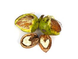 Whole walnut and walnut kernel isolated on white background photo