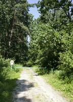 barrera clausura un rural bosque camino, cerrado la carretera en el bosque. foto