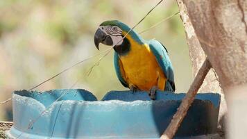 guacamayo azul y amarillo adulto video