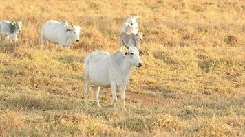 nelore cattle on dry pasture video