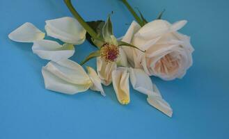 a rose with fallen petals and withered leaves lie on an extraordinary blue background. photo