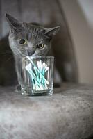 A young domestic cat plays with a cotton swab on a gray sofa in a city apartment building. photo