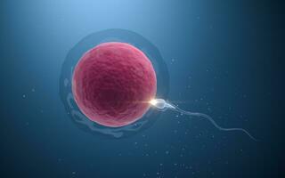 The union of sperm and an egg cell, 3d rendering. photo