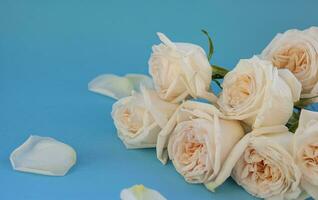 White roses on a blue background. Free space for text. photo