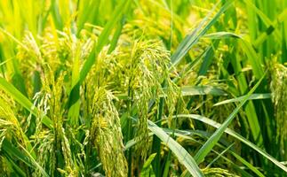 Green rice paddy field. Rice plantation. Organic jasmine rice farm in asia. Rice growing agriculture. Beautiful nature of farmland. Asian food. Paddy field wait for harvest. Plant cultivation. photo