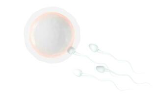 The union of sperm and an egg cell, 3d rendering. photo