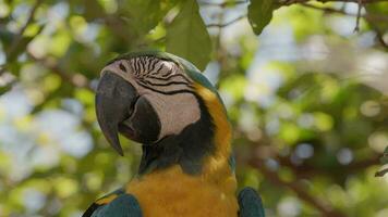 Adult Blue-and-yellow Macaw of the species Ara ararauna video