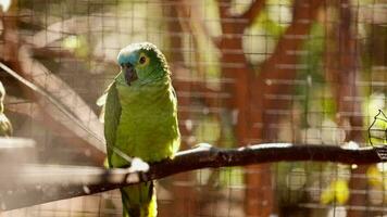 Adult Turquoise fronted Parrot rescued recovering for free reintroduction video