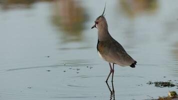 Adult Southern Lapwing Bird video