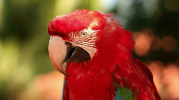 adulto vermelho e verde arara video