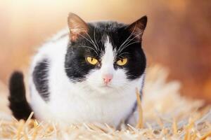 Black and white cat on a straw background. Portrait of a cat. Animal. photo